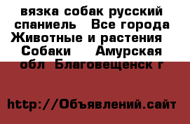 вязка собак русский спаниель - Все города Животные и растения » Собаки   . Амурская обл.,Благовещенск г.